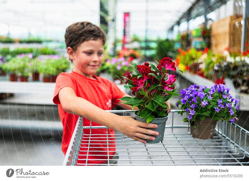 Cute child standing and carrying potted flowers plant in greenhouse boy trolley summer kid happy adorable growth garden horticulture botany organic vegetate