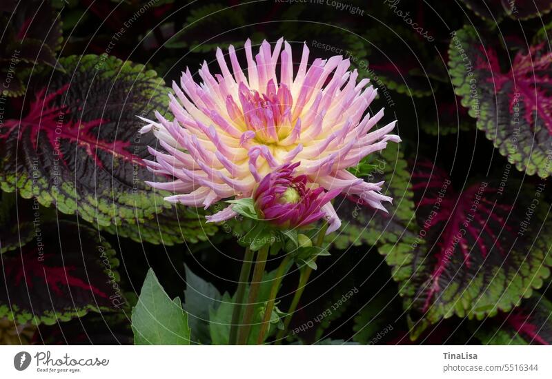 Dahlia amidst variegated nettles dahlia Flower Blossom Plant Nature Pink Yellow pretty Garden Exterior shot Colour photo Close-up Macro (Extreme close-up)