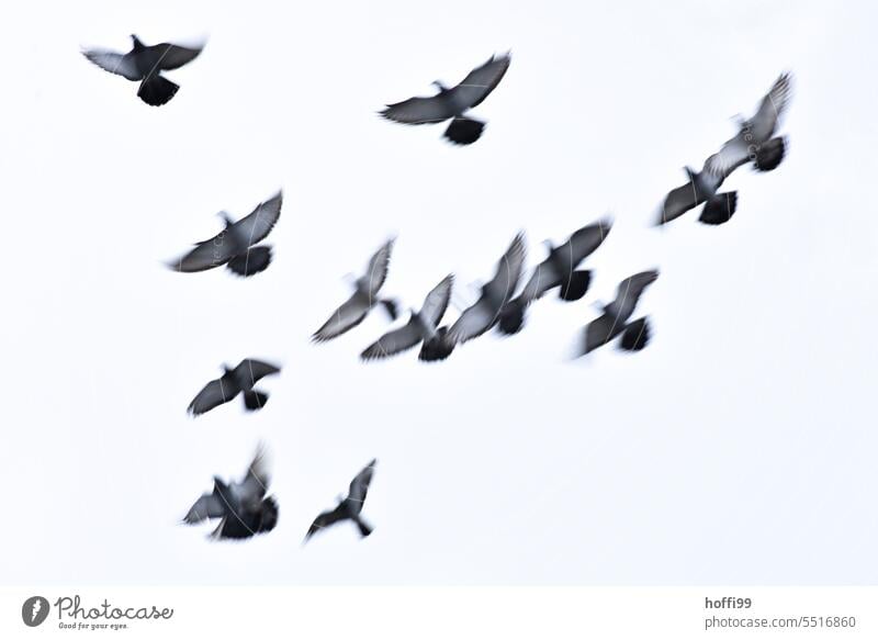 a shadowy, blurred, hazy flock of pigeons in flight Flock motion blur Flying birds Group of animals Bird Sky Freedom Flock of birds Flight of the birds