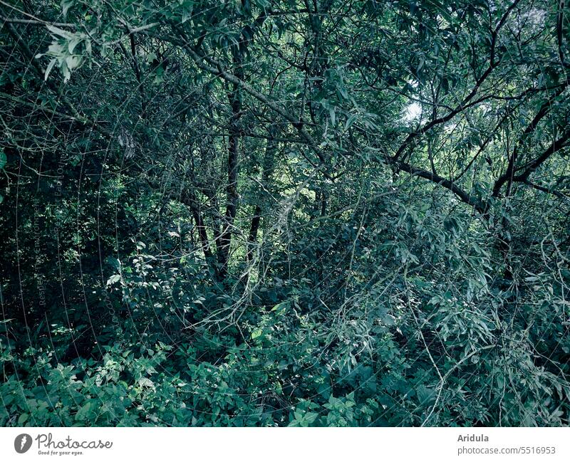 Green so green Forest Undergrowth undergrowth Nature Bushes leaves twigs branches Tree Dark somber Evening Twilight Summer