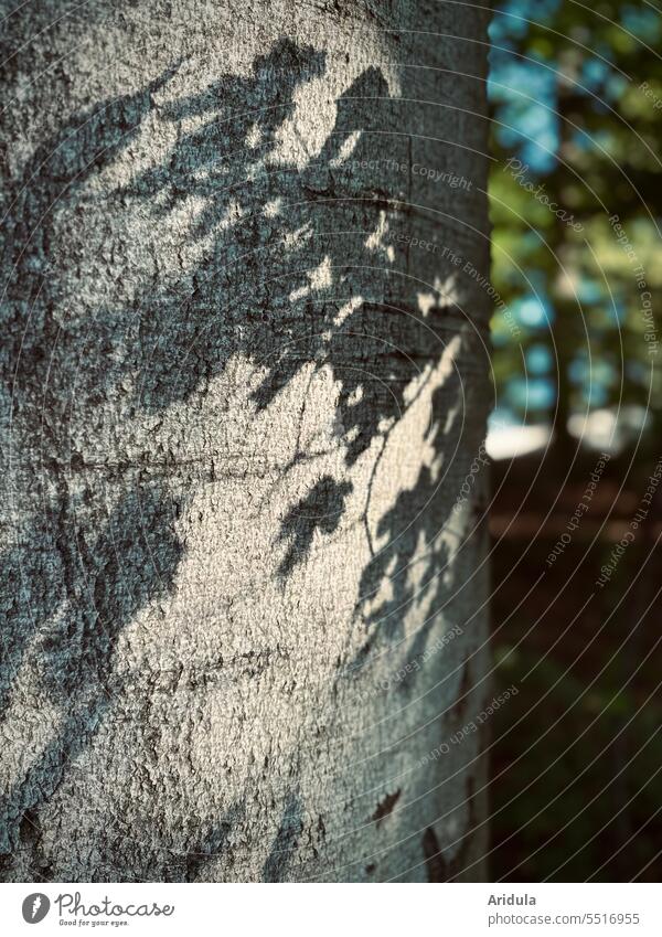 Shadow play on tree trunk Tree leaves Autumn Light Sunlight bark Leaf Nature Contrast Beautiful weather Forest