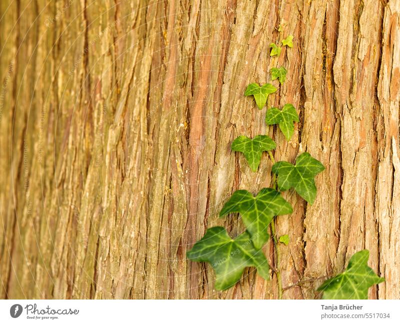 Ivy climbs up the bark of a tree ivy vine Ivy vines ivy leaves wax Hedera helix Tree bark light tree bark trunk climb up Growth Environment high up Creeper