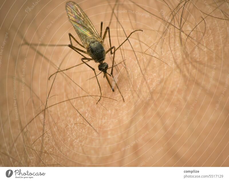 Mosquito bites hairy man who notices nothing and immediately itches like stupid mosquito Sting Pierce arm malaria Virus viral disease yellow fever Insect