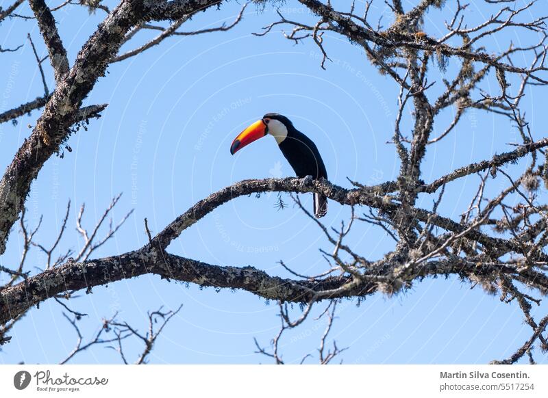 Toucan in an avocado tree in Jujuy, Argentina amazon america animal aviary beak beautiful beauty bird black blue brazil bright climate color colored eco feather