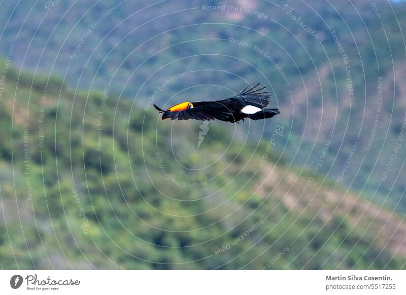 Tucan in flight in the mountains of Jujuy, Argentina amazon america animal aviary beak beautiful beauty bird black blue brazil bright climate color colored eco