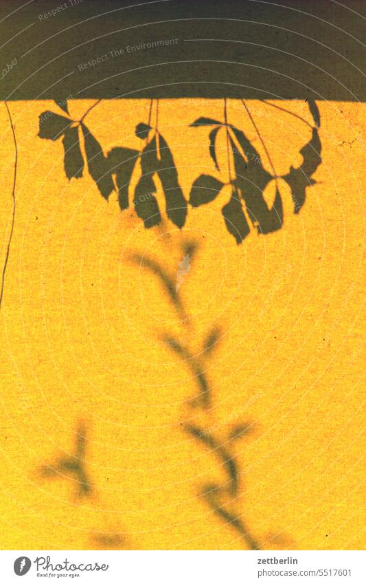 Shadow on yellow Light Sun Chair weave wickerwork Plaited Seat Swing Plant Tendril Leaf leaves Branch Twig Garden Park holidays vacation free time Curtain