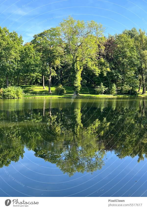 Trees in the park reflected in the water Park Nature Green Environment Garden Exterior shot Meadow Spring Landscape Grass Summer Deserted Plant Light