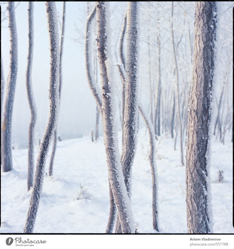 frost#2 Landscape Air Winter Fog Ice Frost Tree Park River bank Cold Blue White Colour 6x6 cityscape ektar film krasnoyarsk sq-ai bronica zenzanon kodak