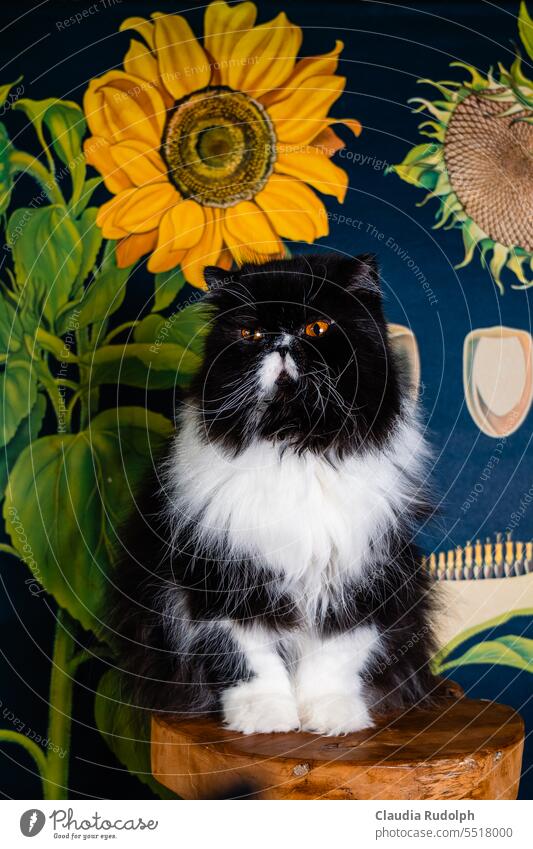 Black and white long hair cat sitting on stool in front of educational panel about sunflowers Cat longhair cat funny cat Persian cat black and white cat