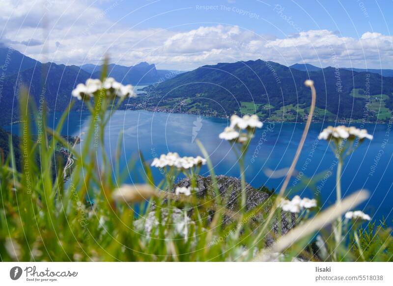 View from the mountain to the lake Salzkammergut lake view Mountain view Landscape Nature Austria Alps flowers