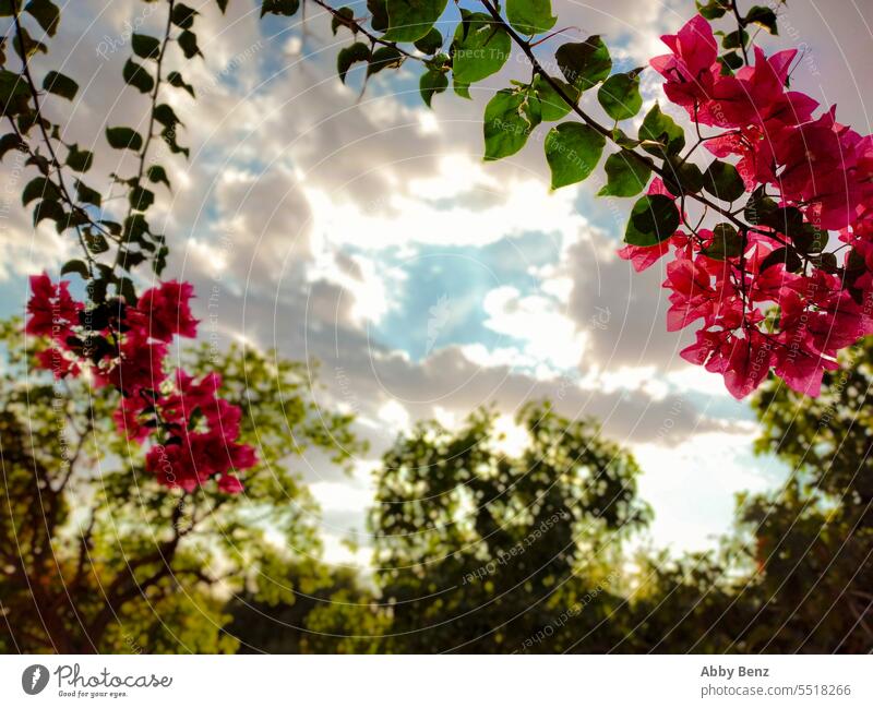 Bougainvillea pink flower sunset sunrays tree clouds cloudy sky