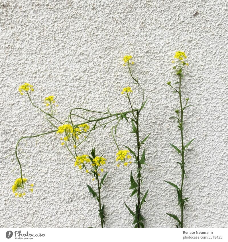 Yellow flowering wild plant on house wall Wild plant Weed weed Blossom blossom Plant