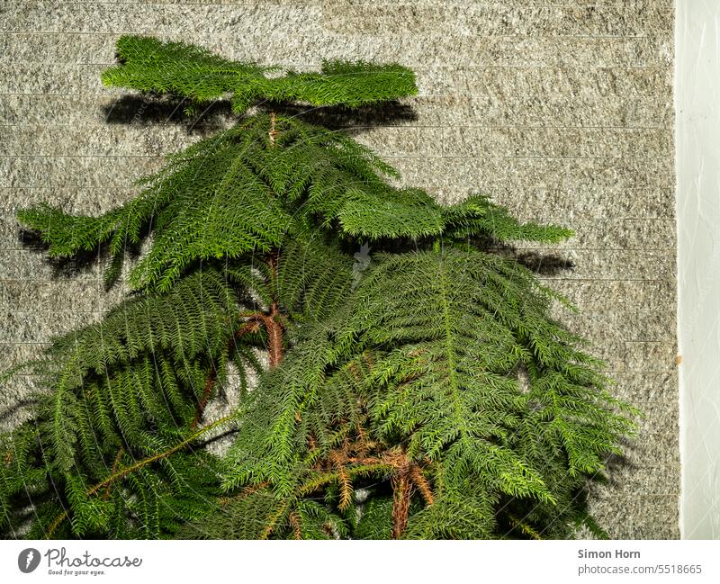 Branches of a coniferous tree stand in front of a textured wall Coniferous trees twigs wax structure Vicinity Twigs and branches Evergreen Green Gray