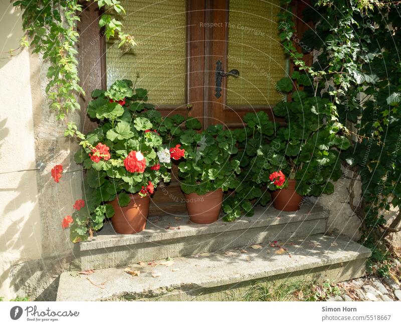 Flower pots stand in front of an old entrance door and block the passageway blocking flowerpots Hiding place Entrance flowers Hidden no passage Closed