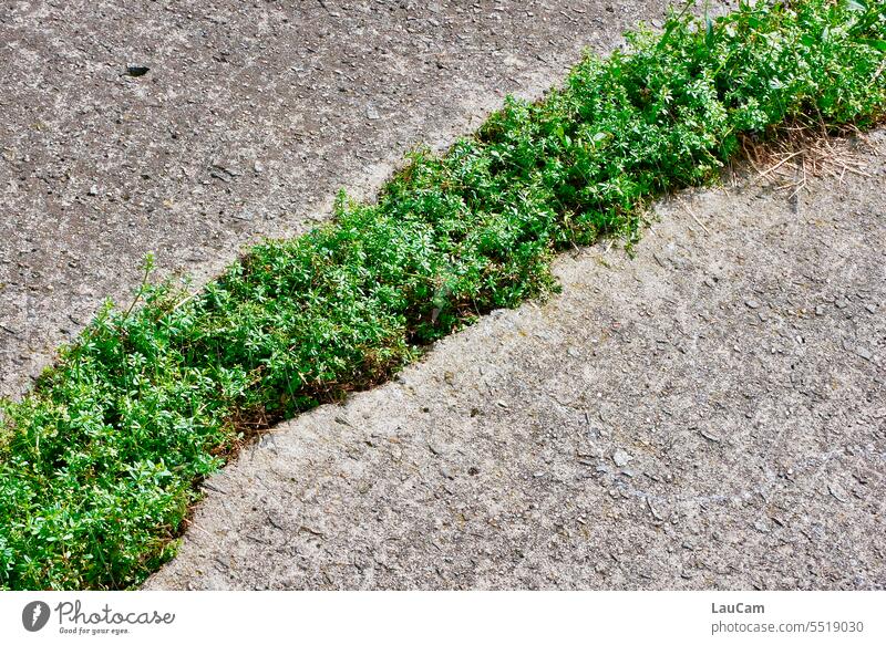 Green strips - nature makes its way wax Concrete Asphalt Crack & Rip & Tear Sprout Plant Nature Ground break through grass verge Diagonal share