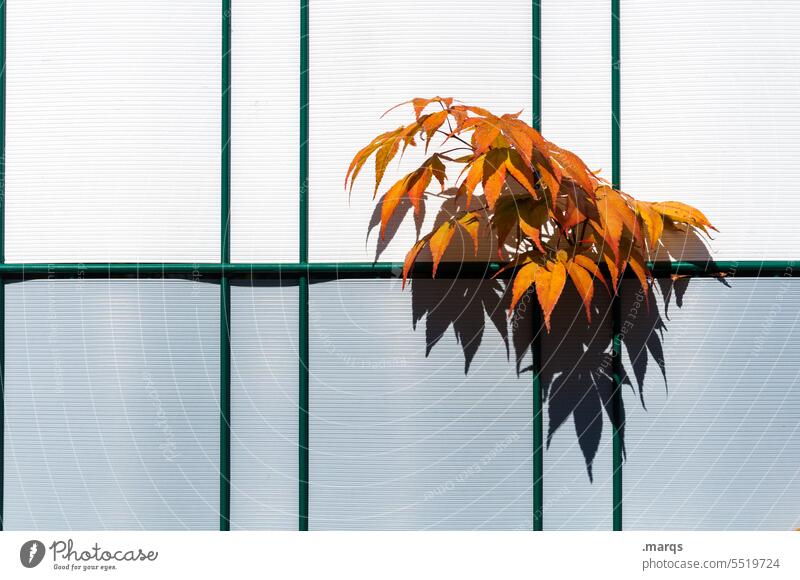 appendage Orange Gray White Wall (building) Autumn leaves Assertiveness Change Seasons foliage proliferate Transience renaturation Growth Fence Plant Close-up