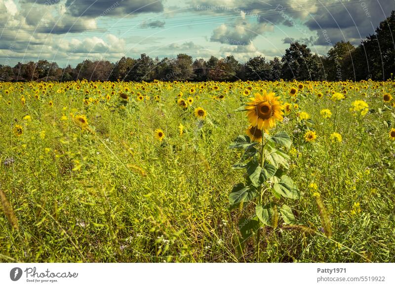 Landscape with sunflower field, row of trees and dramatic sky Sunflowers Agriculture Field Row of trees Sky Clouds Nature Summer naturally Flower Blossom