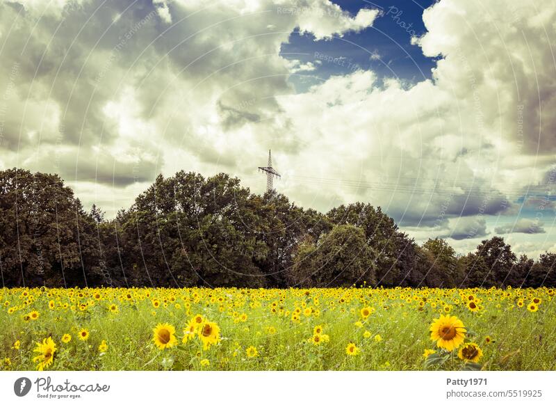 Sunflower field with power pole and dramatic sky Sunflowers Field Landscape Electricity pylon Agriculture Row of trees Edge of the forest Nature blossom