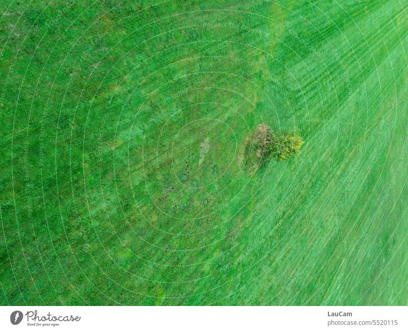 Landscape in a skewed position Tree Green slanting from on high Nature Meadow Field wide Grass Grass green Exterior shot Environment Bird's-eye view mown