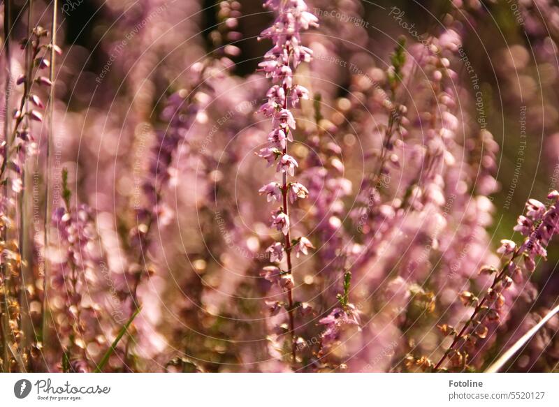 The heather is in full bloom and the sun on this beautiful late summer's day is wonderfully warm. Heathland Nature Luneburg Heath Exterior shot Colour photo