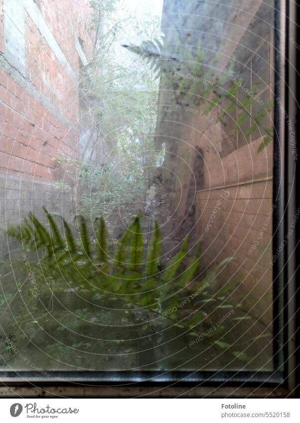 View into a long abandoned world. Through the completely dirty pane you can guess the fern. lost places forsake sb./sth. Old Transience Change Derelict Decline