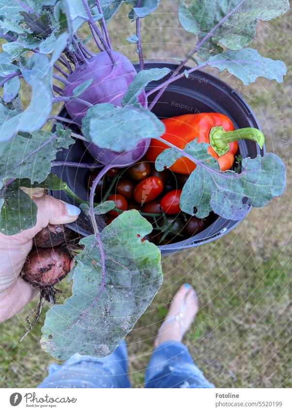 I'm standing in my garden looking at my latest harvest. Kohlrabi, peppers, tomatoes and a few onions are my yield. Harvest Vegetable Pepper Food Fresh Healthy