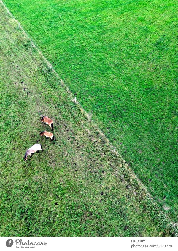 Parallel world | without horses Meadow Diagonal graze Bird's-eye view Green from on high Green tones The world from above Grass Willow tree Farm animal Nature