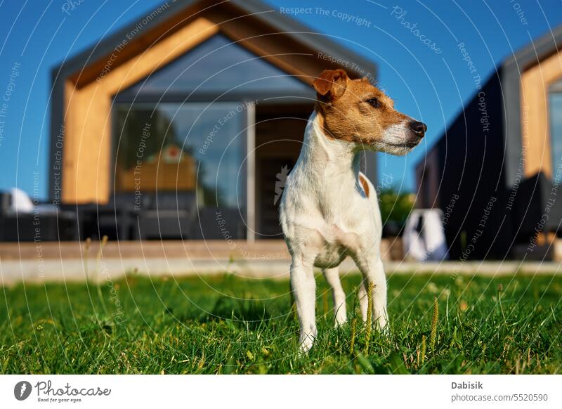 Cute dog on lawn before suburban house pet grass backyard animal portrait facade summer cabin garden home friend countryside nature happy cute lifestyle funny