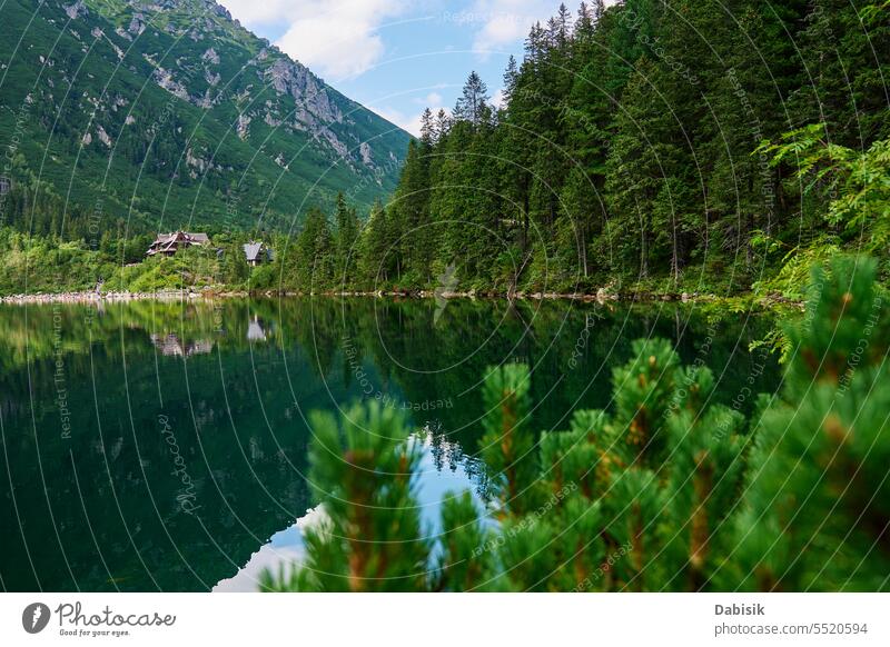 Spruce forest near blue lake in mountains. Nature landscape morskie oko sea eye national park tatra nature green zakopane outdoors day horizontal poland