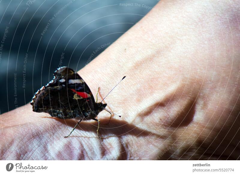 butterfly Vanessa atalanta Red admiral Noble butterfly butterflies Grand piano Feet Autumn Insect Butterfly butterfly wings shoe Sit Summer Sun sunbathe Animal