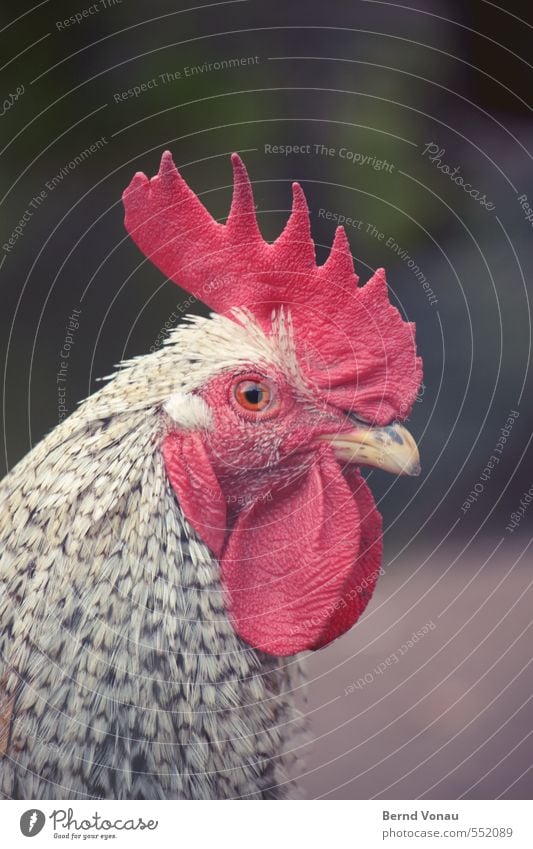 Le Coq Rooster Brown Gray Green Red Black White Country life Captured Profile Beak Structures and shapes Hide Feather Pattern Farm Agriculture