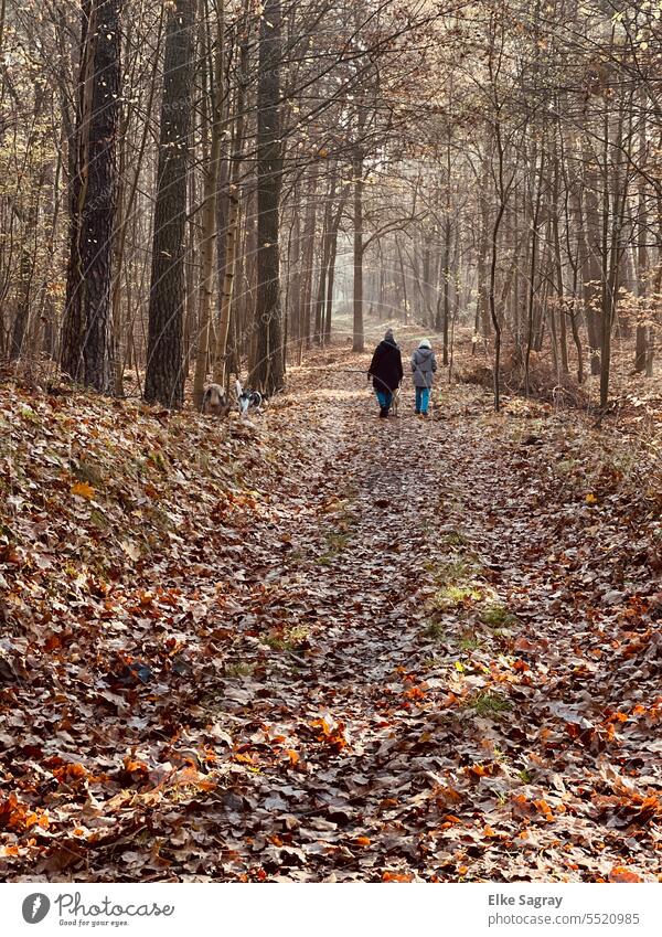 Two women walking through autumn forest Forest Nature trees Exterior shot To go for a walk Relaxation Woodground forest path Calm Loneliness Promenade Footpath