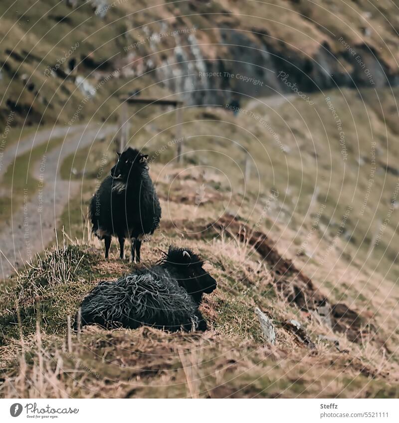 Faroese sheep on the Faroese island of Streymoy färöer Faroe Islands Sheep Faroe Sheep Calm Sheep Islands idyllically Black sheep relaxed Rural tranquillity