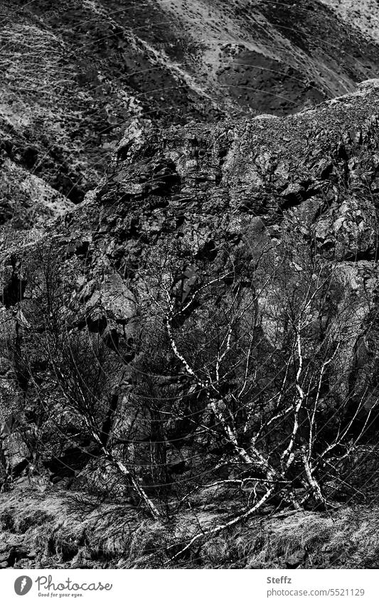 Icelandic birch trees sheltered from the wind in a rock niche birches Moor birch dwarf birch Rock niche Niche Fissure wind deflector Bushy bush twigs Branched