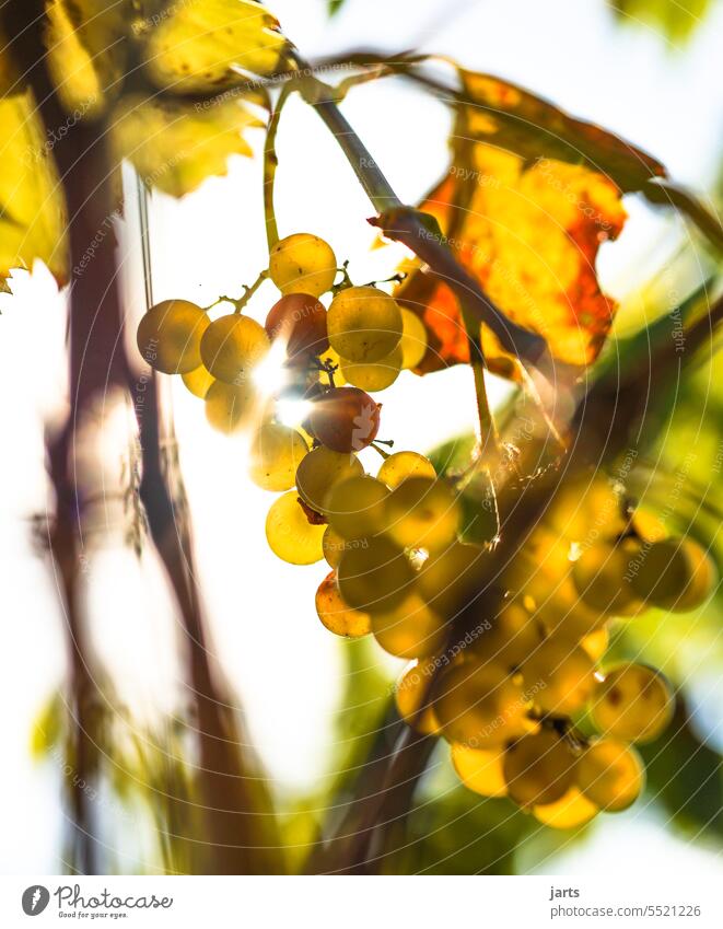Grapes in autumn Vine Bunch of grapes Grape harvest Mature Autumn enjoyment Sun autumn colours Wine growing Plant Green Nature Deserted Agricultural crop
