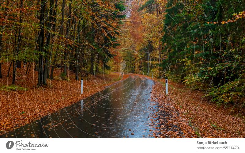 It is also autumn on the streets Autumn Country road Wet wet Weather Rain Season Autumn leaves autumn colours Autumnal Autumnal colours Nature autumn mood Leaf