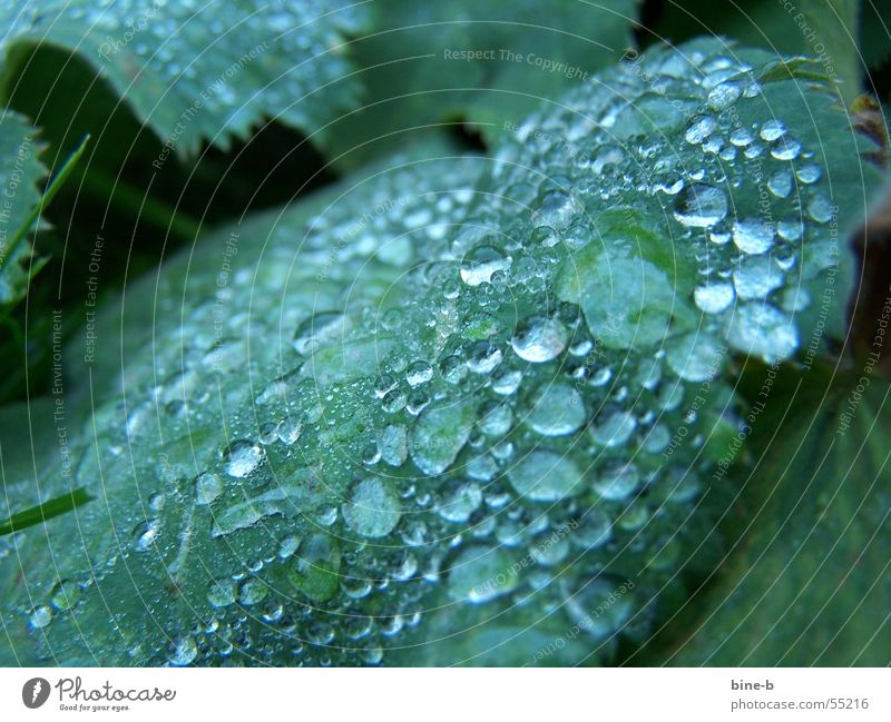 Dew drops in winter Plant Foliage plant Drops of water Wet Flower Leaf Winter Cold Comfortless Reflection Rain Rope Water ants Morning Near Precipitation