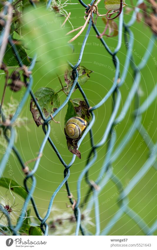 The snail shell behind the wire mesh fence Crumpet Snail shell Garden fence Wire netting fence Autumn Exterior shot Colour photo Close-up Animal Day Deserted
