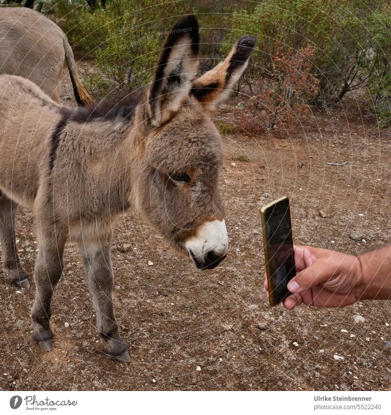 1000 | baby donkey examines his photo on cell phone Donkey young animal Baby donkey Donkey cub Animal Mammal Animal portrait Cute Farm animal Curiosity Looking