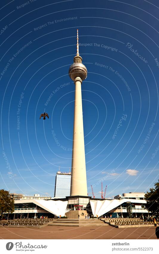 Fernsehturm mit Taube alex alexanderplatz architektur berlin büro city deutschland fassade fenster fernsehturm froschperspektive funk-und-ukw-turm gebäude
