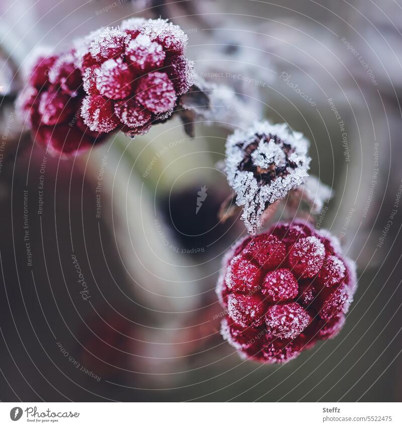 frozen blackberries Blackberry Berries bush berries Frost chill Hoar frost Cold shock forest fruits Forest plants wild berries winter cold Remains December