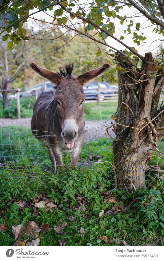 A funny donkey in a pasture by the fence Donkey Funny Willow tree Fence Animal Exterior shot Farm animal Animal portrait Colour photo Deserted Day Nature 1