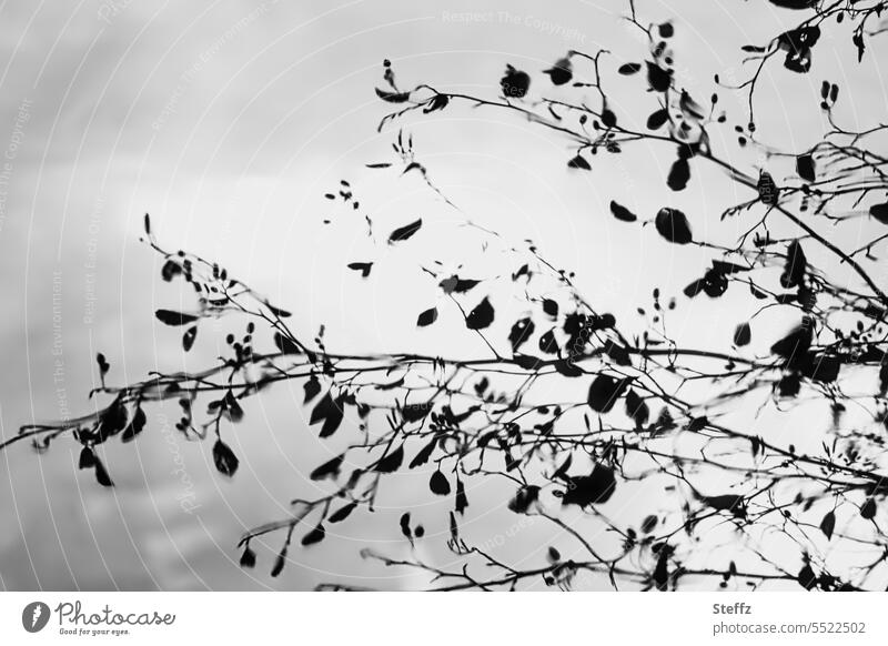last leaves in November last sheets Autumn branches autumn leaves Moody Gray Blown away black-and-white become light Transience silhouettes