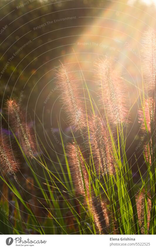 Ears of wild grass in the sunlight. nature meadow field summer plant background landscape closeup yellow green flower season outdoor sunset beauty bright leaf