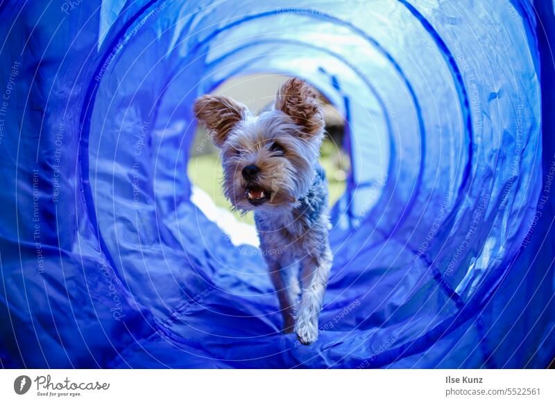 Yorkshire Terrier at Agility Agility Park Tunnel yorkie dog sport Dog