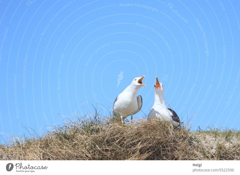 two screamers Bird Seagull Lesser black-backed gull duene Marram grass Couple breeding period Spring Helgoland Scream Exterior shot Day Nature Animal Deserted