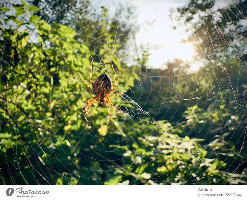 Spider sitting on her web in late summer light Spider's web Back-light Evening sun Nature Green Animal Sunlight Close-up Autumn