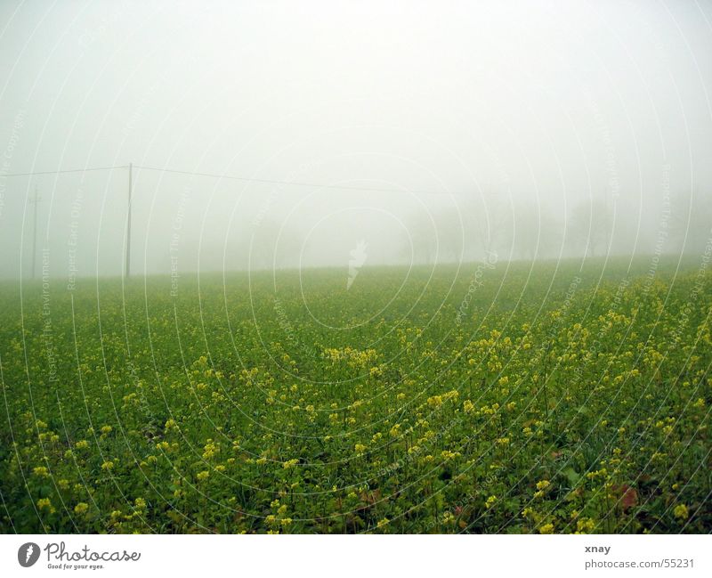 fog meadow Fog Meadow Flower Dreary