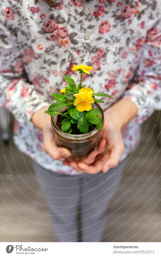 Unrecognizable young girl holding a pansy plant in her hands while showing to camera unrecognizable female flower youth botanical botany close up nature natural