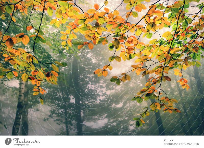 Deciduous forest with colorful beech leaves / autumn Autumn Beech tree variegated coloured leaves Autumnal colours Autumn leaves autumn mood October Seasons